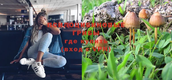 индика Белокуриха