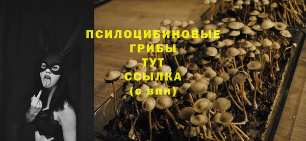 индика Белокуриха